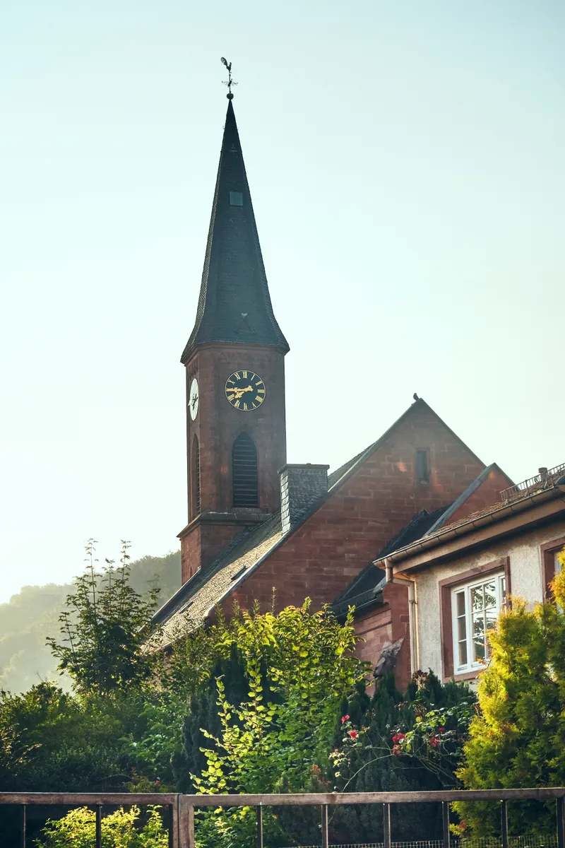 Church spire behind a garden hedge in the morning haze